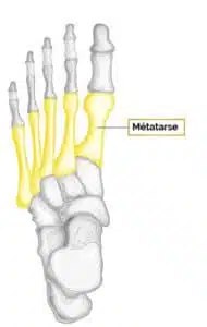 schéma des métatarses du pied