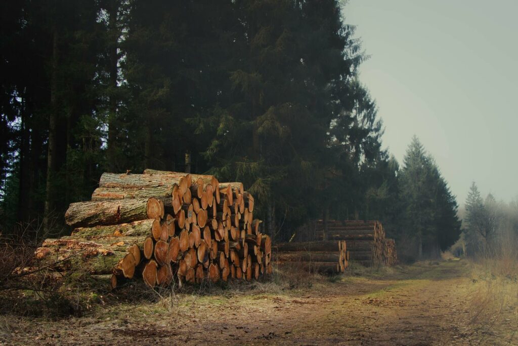 troncs d'arbres coupés et empilés dans une forêt avec de la brume