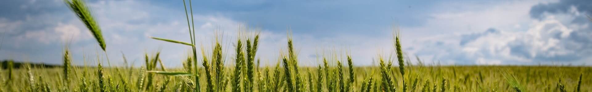 champs agriculture champs agriculture