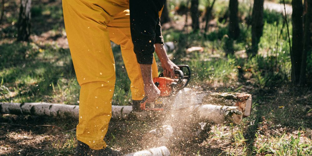 homme coupant les branches d'un arbre vu de derrière